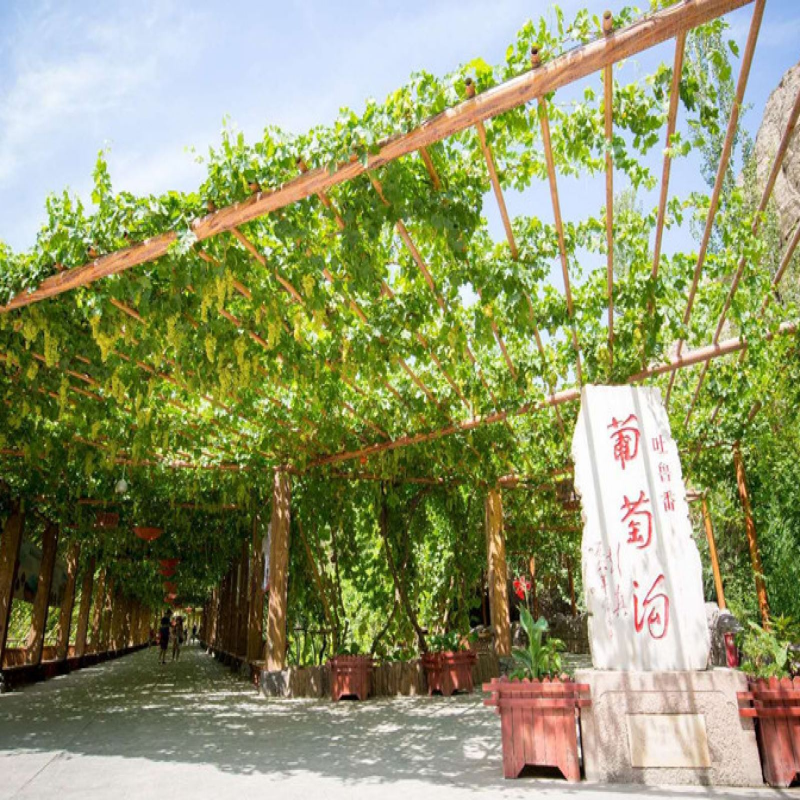 葡萄沟